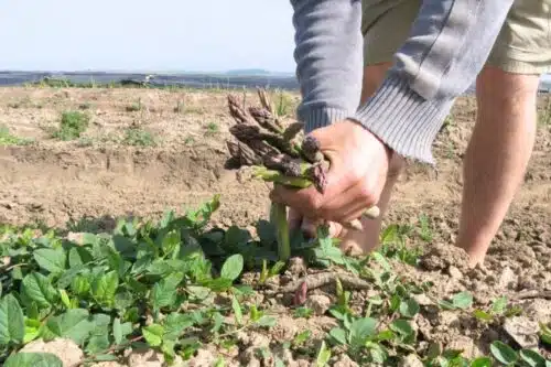 vol-legumes-lyon