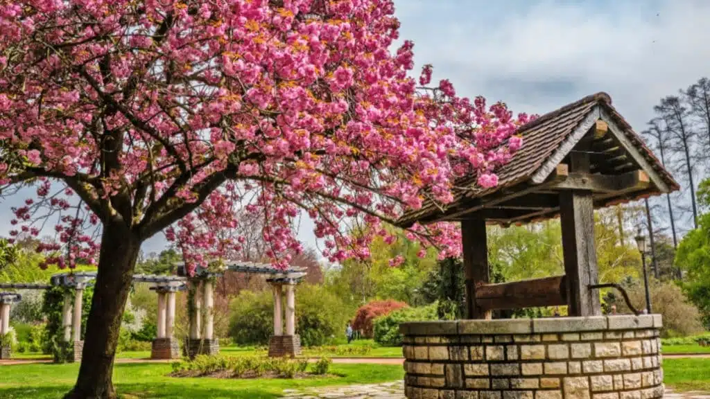 découvrez notre sélection d'arbres offerts à lyon, un choix idéal pour embellir votre jardin ou votre espace extérieur. profitez de cette opportunité pour planter un arbre et contribuer à la biodiversité tout en égayant votre environnement.