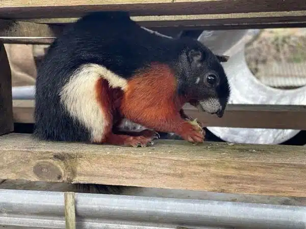 découvrez l'étrange phénomène des écureuils en colère à lyon, déclenché par le passage du tramway. plongez dans ce récit fascinant qui mêle nature urbaine et interactions surprenantes entre animaux et humains.