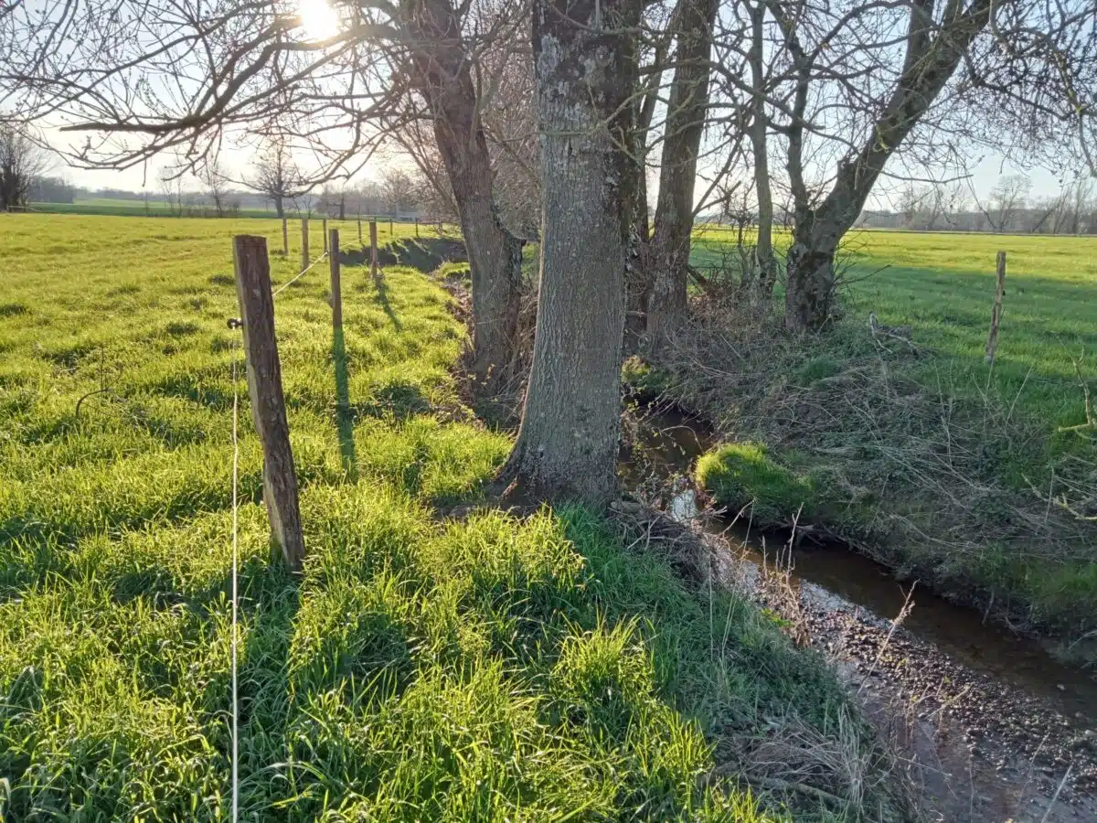 découvrez les initiatives de restauration des berges du rhône, visant à préserver l'écosystème, améliorer la biodiversité et offrir un espace de loisirs agréable pour les habitants. un projet qui allie protection de l'environnement et valorisation du patrimoine naturel.